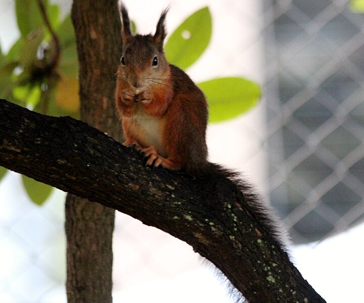 File:Red squirrel in Sweden 2.JPG