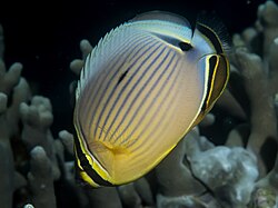 Redfin butterflyfish (Chaetodon lunulatus) (35404927494).jpg