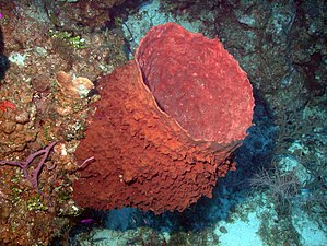 Reef3860 - Flickr - NOAA Photo Library.jpg