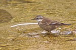 Miniatura para Cinclodes atacamensis schocolatinus