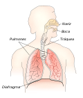 Thumbnail for File:Respiratory system-es.svg
