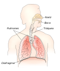 Miniatura para Diafragma (anatomía)