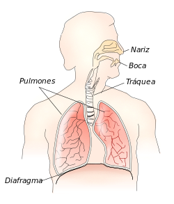 Respiratory system-es.svg
