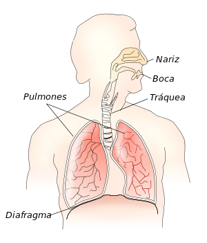 Neumología: Historia, Formación, Procedimientos