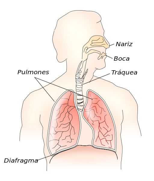 File:Respiratory system-es.svg