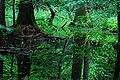 Rezerwat ochrony scisłej Białowieskiego Parku Narodowego Category:Białowieski National Park Category:Terrestrial ecosystems Category:Primeval forest