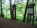 Polski: Rezerwat przyrody Łęg nad Swelinią - za drzewami znajduje się początek śródleśnej polany Bernadowo English: Nature reserve Łęg nad Swelinią - behind the trees there is a forest glade "Bernadowo"