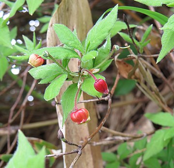 Rhododendron pentandrum