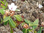 Rhododendron uvarifolium - University of Copenhagen Botanical Garden - DSC07559.JPG