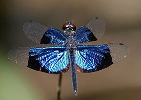 Самец Rhyothemis resplendens