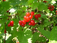 Confiture de groseilles de Bar-le-Duc — Wikipédia