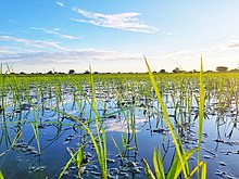 Paddy fields near Itigi. Rice at plantation at Itigi Tanzania.jpg