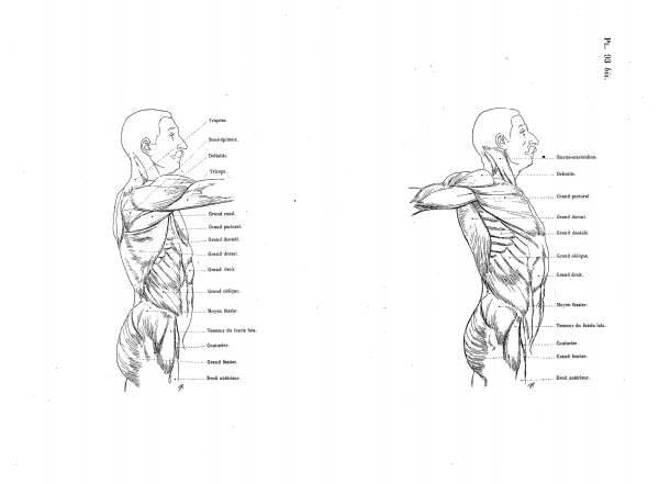 MODIFICATIONS DES FORMES EXTÉRIEURES DU TRONC DANS LES MOUVEMENTS DU BRAS (SUITE) Pl. 93 bis