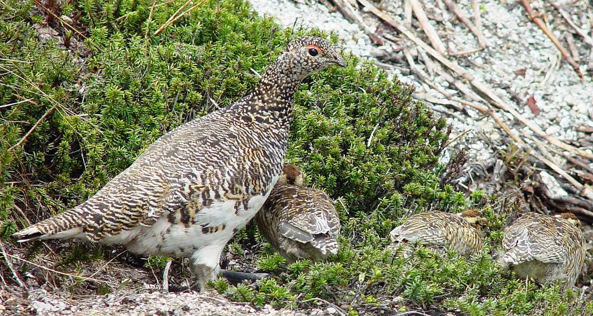 File Rock Ptarmigan family.jpg Wikimedia Commons