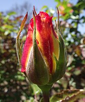 'Sheila's Perfume', Sheridan 1982 seed: 'Peer Gynt'; pollen: 'Daily Sketch' × [ 'Paddy McGredy' × 'Prima Ballerina' ]