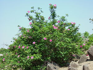 Rosa davurica var. Davurica in the habitat