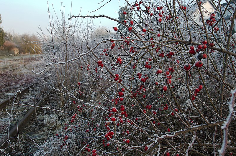 File:Rosehips and track (31247228924).jpg