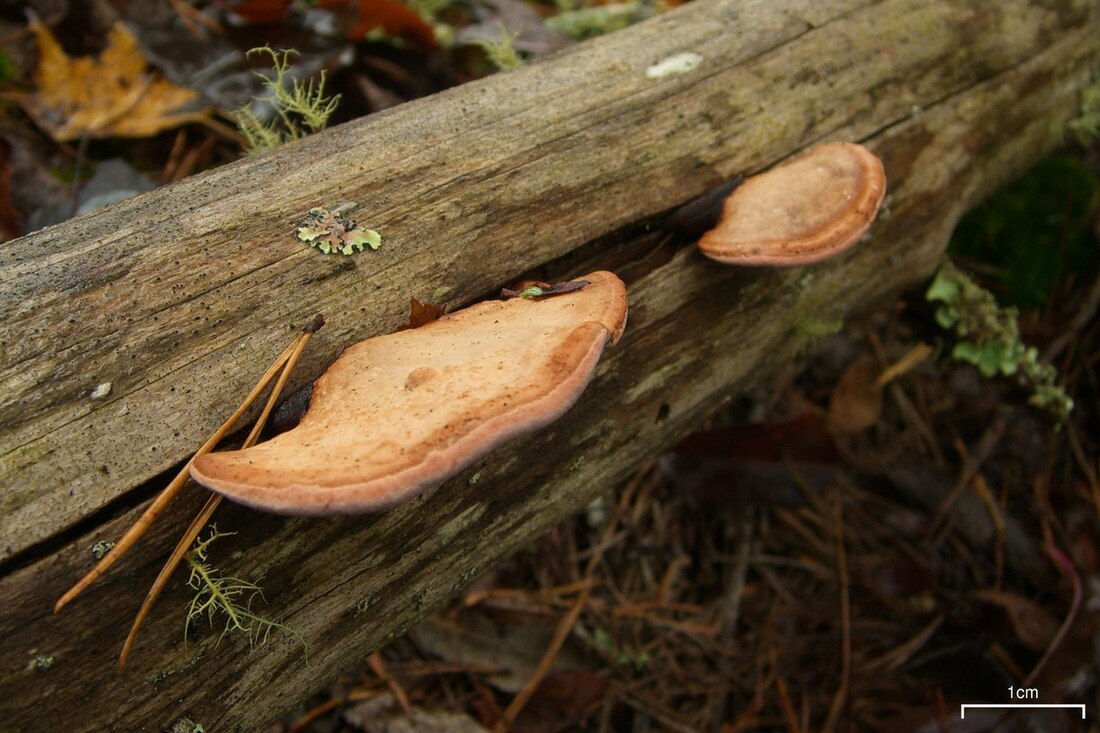 Fomitopsis cajanderi