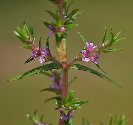 Rotala_densiflora