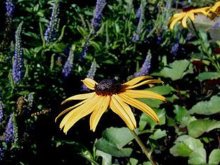 Stråle-Solhat (Rudbeckia fulgida).