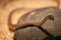 Description de l'image Rufous beaked snake (Rhamphiophis oxyrhynchus) 2.jpg.