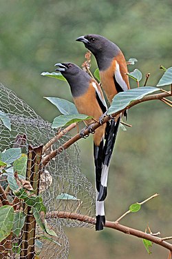 Rufous treepie (Dendrocitta vagabunda vagabunda) Jahalana pair.jpg