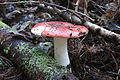 ドクベニタケ Russula emetica