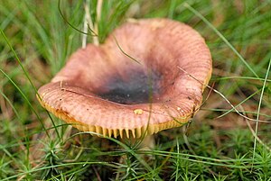 Sharp glossy deafblings (Russula firmula)