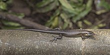 São Tomé skink (Trachylepis thomensis).jpg