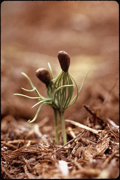 File:SEEDLINGS - NARA - 542573.tif