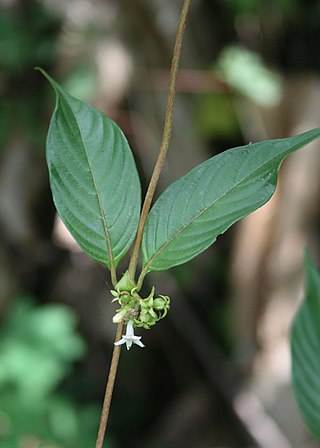 <i>Sabicea</i> Genus of plants