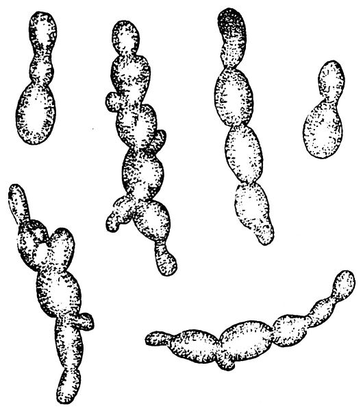 File:Saccharomyces cerevisiae, Otto's Encyclopedia.jpg