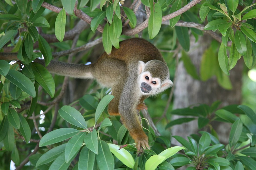 The average adult size of a Bare-eared squirrel monkey is  (1' 1