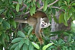 Thumbnail for Bare-eared squirrel monkey