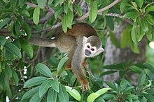 맨귀다람쥐원숭이