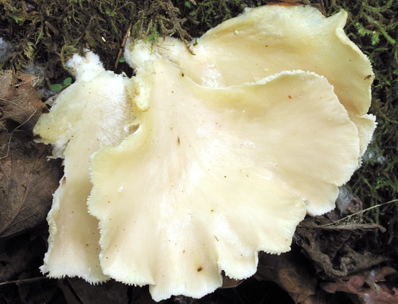 File:Saintly Mushroom - panoramio.jpg