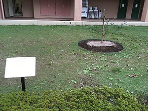 Saitama University, Japan - Newton's apple tree1.jpg