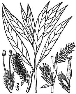 <i>Salix petiolaris</i> species of plant