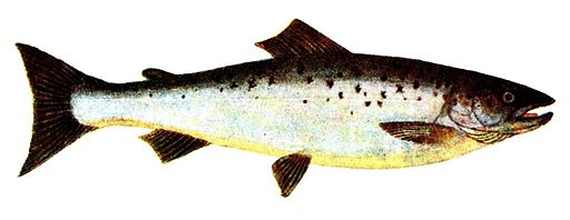 Salmo salar (Pieni)