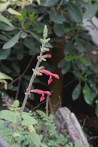 Salvia darcyi01.jpg