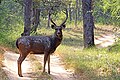 sambar deer