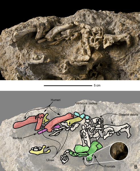 File:Saurolophus MPC-D 100 764 disarticulated bones.png