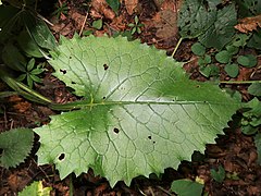 下部の葉の葉柄に翼がある。