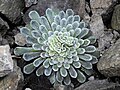 Saxifraga federici-augusti