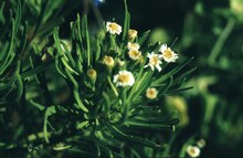 Scalesia affinis Galapagos.tif