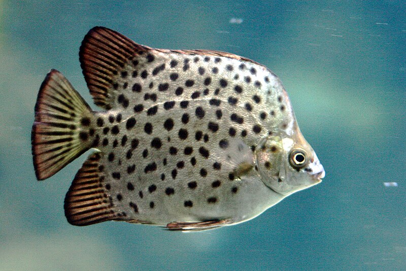 File:Scatophagus argus.jpg