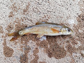 Sattar snowtrout Species of fish