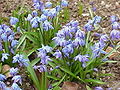 Scilla siberica1.jpg