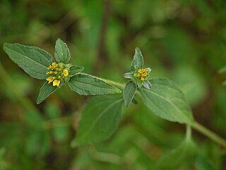 <i>Sclerocarpus</i> Genus of plants