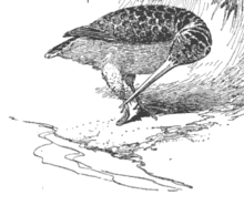 The "woodcock genius" sets his broken leg with a cast made of clay and straw; illustration by Charles Copeland Scolopax Woodcock Genius-Long.png